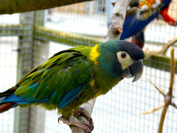 Yellow Collar Macaw Parrots - Image 2