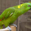 Yellow Naped Amazon Parrots - Image 3