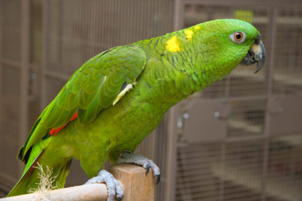 Yellow Naped Amazon Parrots - Image 3