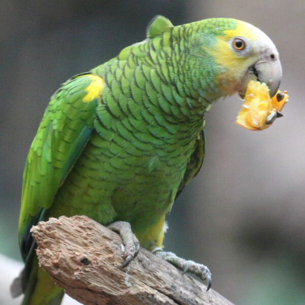 Yellow Shoulder Amazons