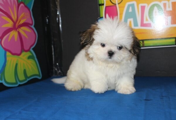 Shih Tzu Puppies For Sale