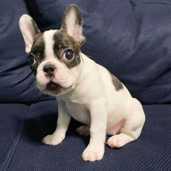 Bulldog Puppies - Image 3