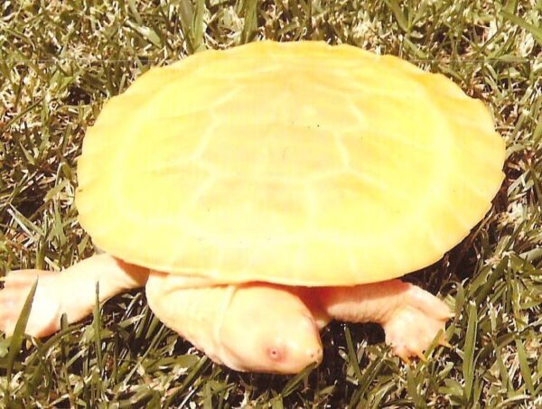 Albino Murray River Turtles