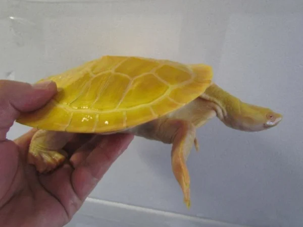 Albino Murray River Turtles - Image 3