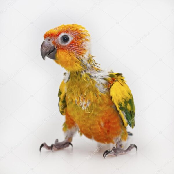 Baby Sun Conure - Image 3