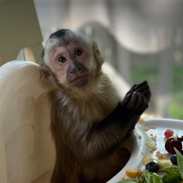 Capuchin monkeys for sale