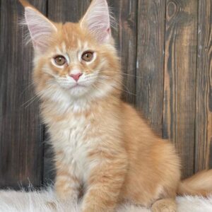 maine coon kitten for sale