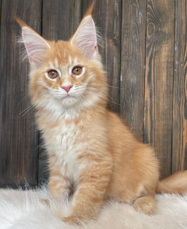 maine coon kitten for sale