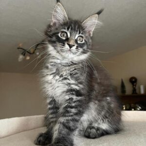 maine coon kitten for sale