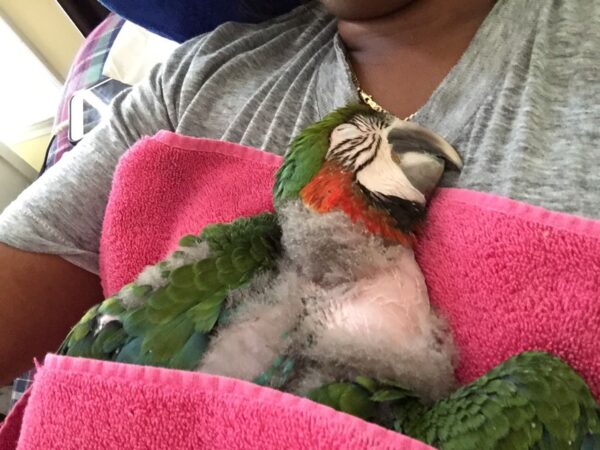 Baby Harlequin Macaws - Image 2