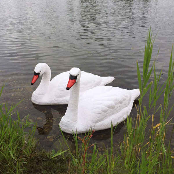 pairs of Black and white Swans - Image 2