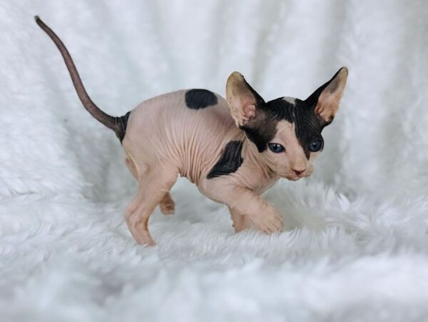 sphynx kitten