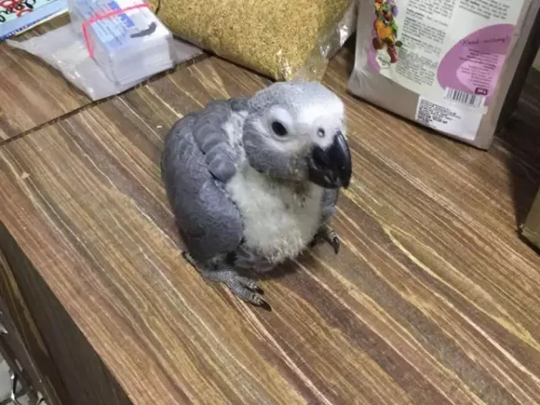 Baby African Grey Parrots - Image 5